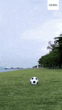 a black and white soccer ball is on the grass near the ocean