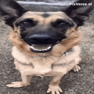 a german shepherd dog is standing on its hind legs and smiling for the camera .