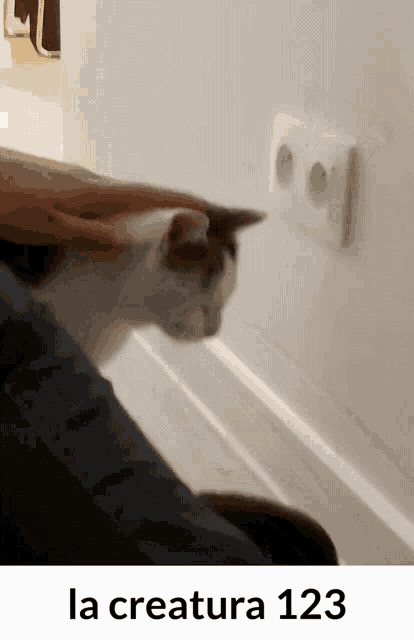 a cat is being petted by a person and the number 123 is on the bottom