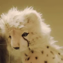 Cheetah Toy What GIF - Cheetah Toy What Plush Toy GIFs