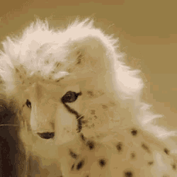 a close up of a cheetah cub with a white furry mane .