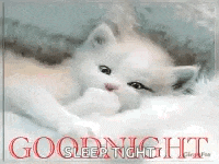 a white kitten is laying on a white blanket with the words `` good night sleep tight '' written on it .