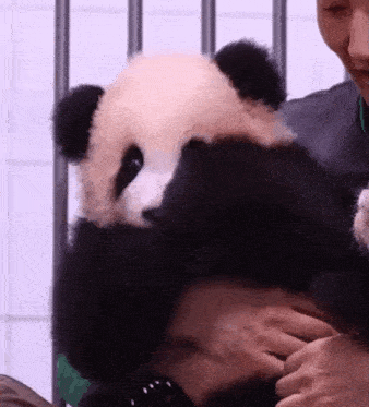 a person is holding a panda bear in their arms .