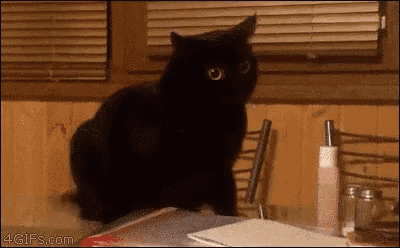 a black cat is sitting on top of a table .