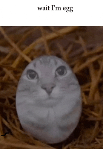 a picture of a cat in a nest with the words wait i 'm egg