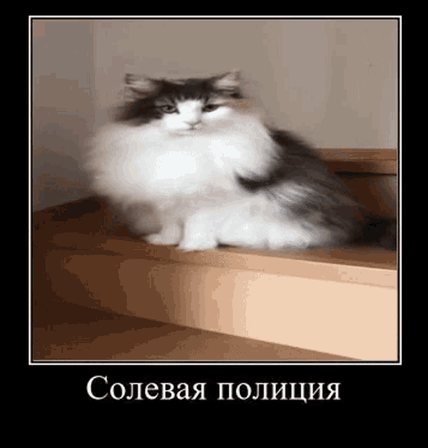 a cat is sitting on a set of wooden stairs in a frame with a caption in russian