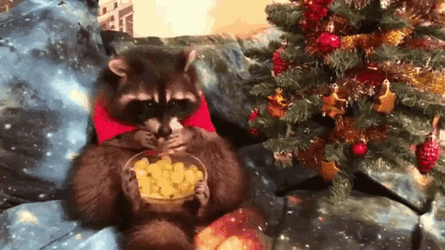 Raccoon Eating GIF