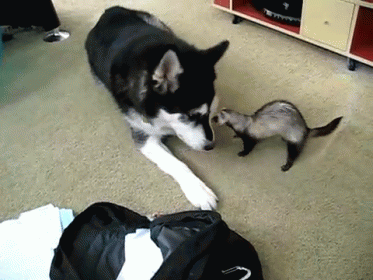 Not So Big Now, Are You?! GIF - Ferret Dog Fight GIFs