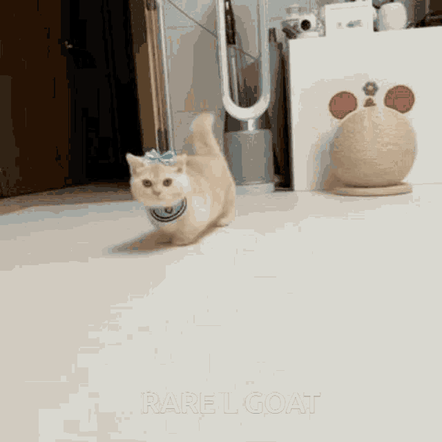 a cat wearing a bow and collar is walking on a white floor with the words rare l goat behind it