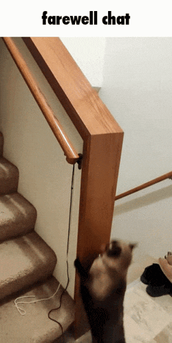 Farewell Cat GIF - Farewell Cat Stairs GIFs
