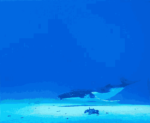 a humpback whale is swimming in the ocean near the sandy bottom