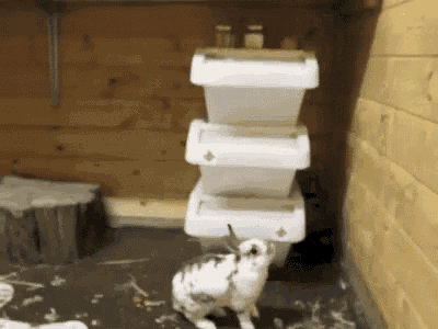 a rabbit is standing in front of a stack of plastic containers