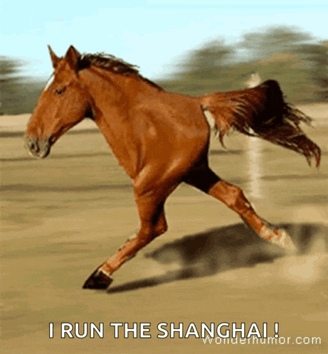 a picture of a brown horse running with the words i run the shanghai