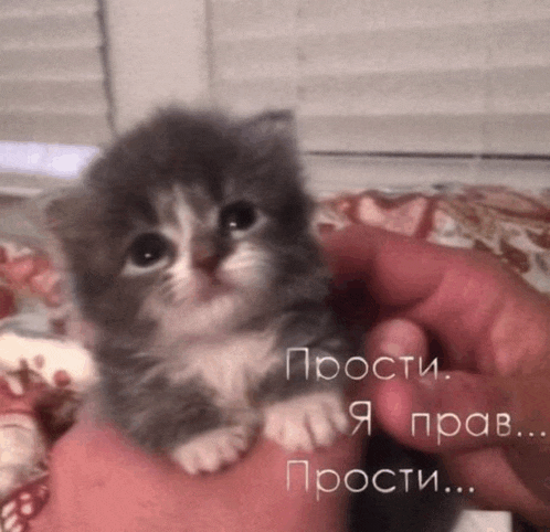 a small kitten is being held in a person 's hand with the words " прости " written on it