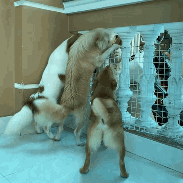 three dogs are standing next to each other looking through a fence