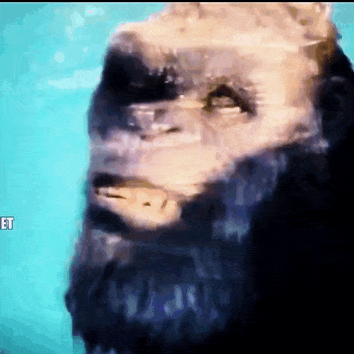 a close up of a gorilla 's face on a blue background