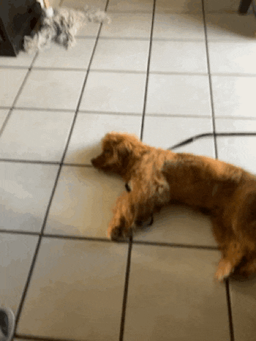 a dog on a leash is laying on a tiled floor .