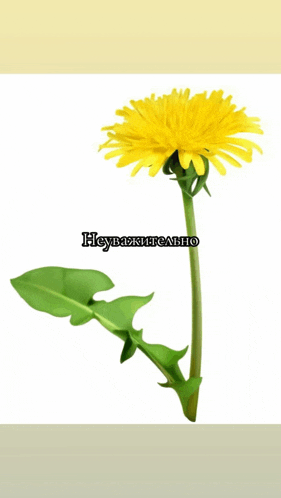 a yellow dandelion with a green stem and leaves is displayed in russian