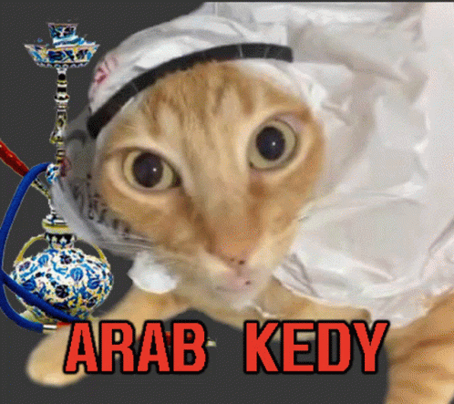 Arab Kedy Arabic Cat GIF - Arab Kedy Arabic Cat Arap Kedi GIFs