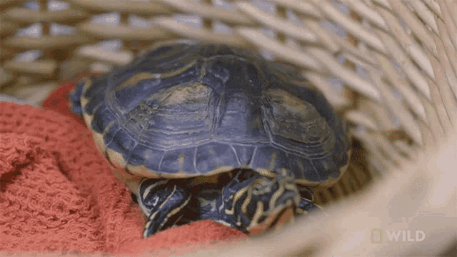 Staring A Turtle With Shell Rot GIF - Staring A Turtle With Shell Rot Cute GIFs