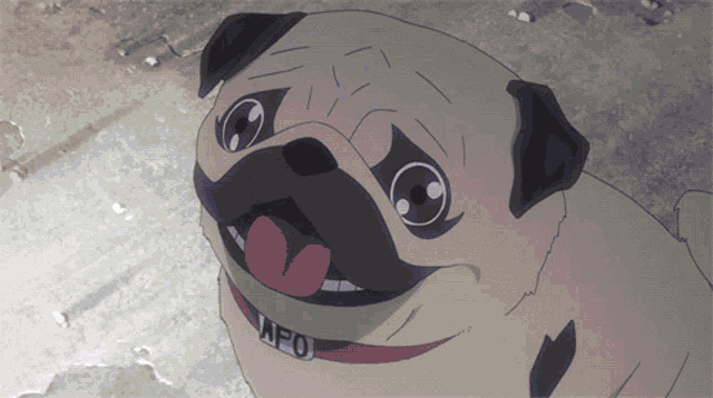 a pug dog with a collar that says afo