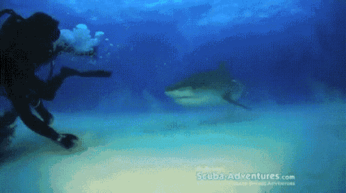 Come On Man...  Not In Front Of My Friends... GIF - Shark GIFs