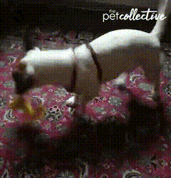 two dogs are playing on a rug and the words petcollective are visible