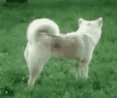 a white dog is standing in the grass with its tail up .
