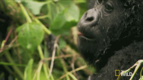Checking Mouth Mojo GIF - Checking Mouth Mojo A Hard Life For A Gorilla GIFs