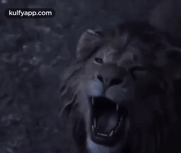 Lion Roaring.Gif GIF - Lion Roaring Lion Animals GIFs