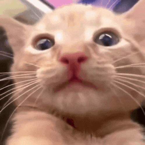 a close up of a cat 's face looking at the camera with a surprised look on its face .