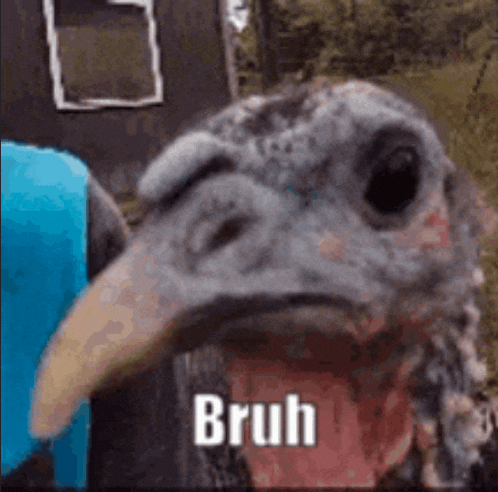 a close up of a turkey 's head with the words bruh written on it .
