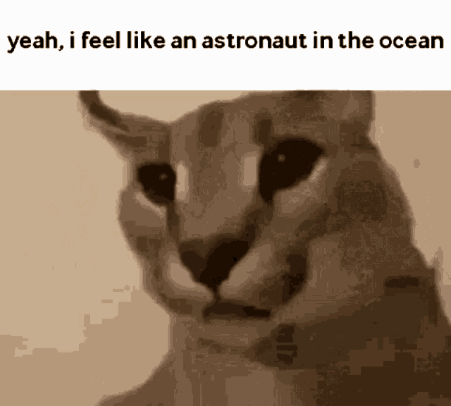 a close up of a cat 's face with a caption that says `` yeah , i feel like an astronaut in the ocean ''