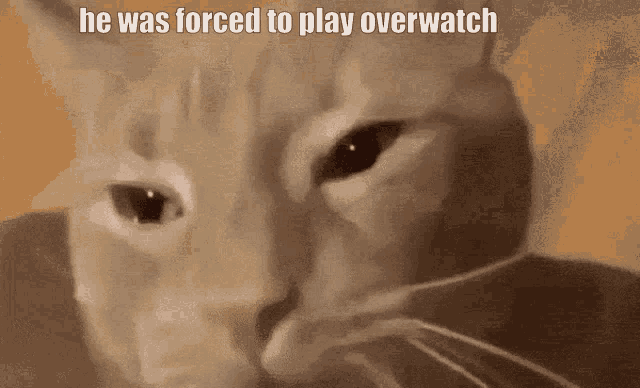 Cat Cry Overwatch GIF - Cat Cry Overwatch GIFs
