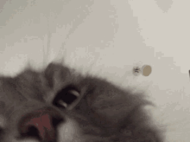 a close up of a cat 's face with a white background