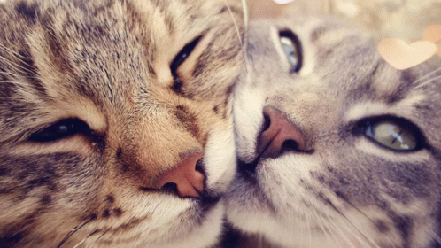 Cats Kisses GIF - Cats Kisses GIFs