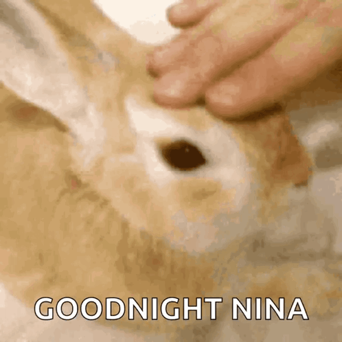 Bunny Pet GIF - Bunny Pet Rabbit GIFs