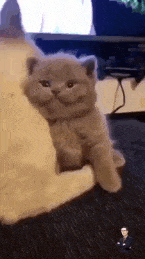 a kitten is sitting on a person 's lap with a man in a suit behind it .