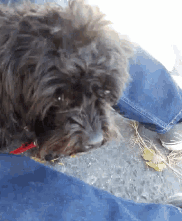 a small black dog with a red collar is laying down on the ground