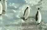 Funny Animals Penguin GIF - Funny Animals Penguin Push GIFs