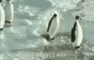 a group of penguins standing on top of a snow covered surface .