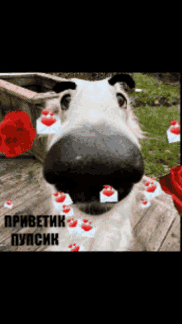 a picture of a dog with roses and hearts on it