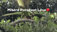 Miterd Parakeet Redondo Beech Peir GIF - Miterd Parakeet Redondo Beech Peir Redondo Beech GIFs