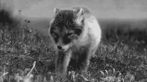 a black and white photo of a wolf cub walking through a field .