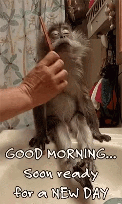 Good Morning Monkey GIF - Good Morning Monkey Soon Ready GIFs