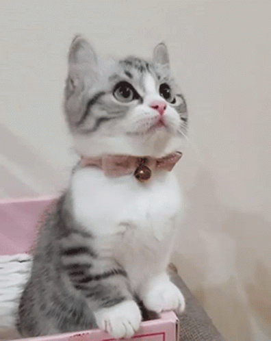 Kitten Paw GIF - Kitten Paw Cute GIFs