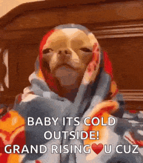 a dog wrapped in a blanket with the words baby its cold outside grand rising u cuz
