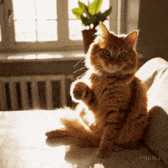 a fluffy orange cat sitting on a couch