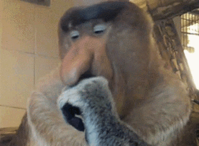 a close up of a monkey with a very large nose