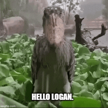 a bird with a long beak is standing in a field of plants and says hello logan .